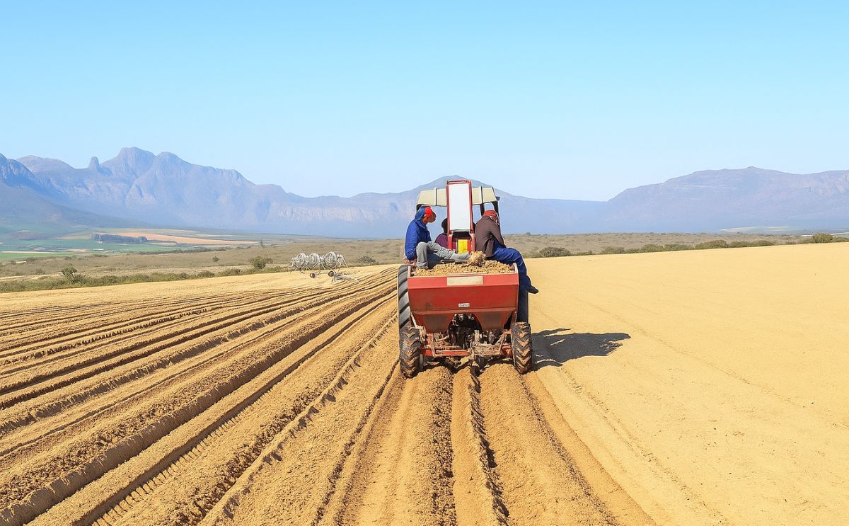 Potatoes are planted from May to July, when water can be pumped from the river. (Courtesy: Glenneis Kriel)