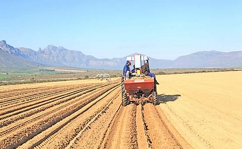 Potatoes are planted from May to July, when water can be pumped from the river. (Courtesy: Glenneis Kriel) Potatoes are planted from May to July, when water can be pumped from the river. (Courtesy: Glenneis Kriel)