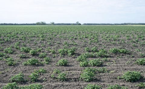 A potato field with poor emergence. In this photo from the NDSU, the cause of the poor emergence was exposure of the seed potato plants the to low levels of the herbicide glyphosate. A potato field with poor emergence. In this photo from the NDSU, the cause of the poor emergence was exposure of the seed potato plants the to low levels of the herbicide glyphosate.