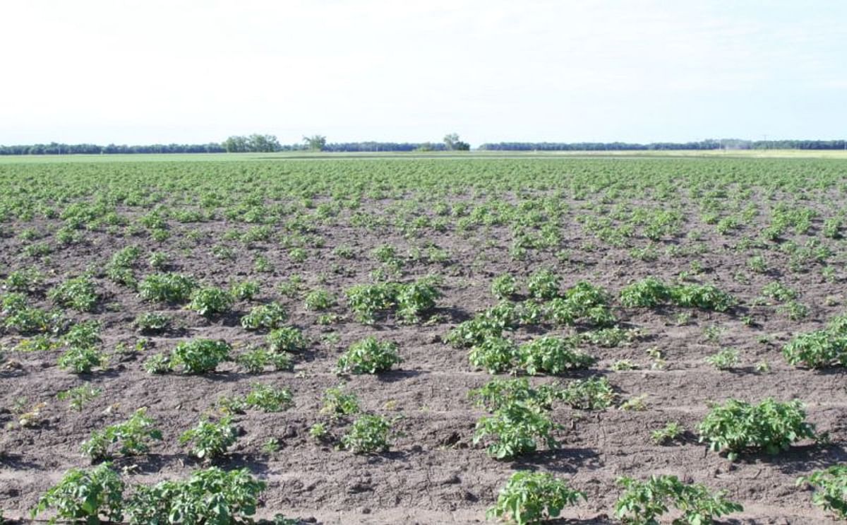 A potato field with poor emergence. In this photo from the NDSU, the cause of the poor emergence was exposure of the seed potato plants the to low levels of the herbicide glyphosate.