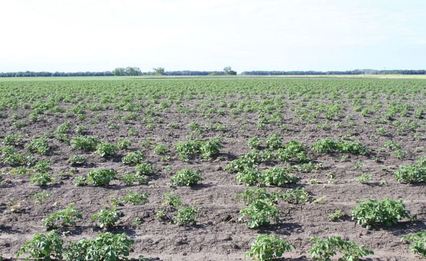A potato field with poor emergence. In this photo from the NDSU, the cause of the poor emergence was exposure of the seed potato plants the to low levels of the herbicide glyphosate.