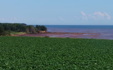Potato Field on Prince Edward Island earlier this summer Potato Field on Prince Edward Island earlier this summer