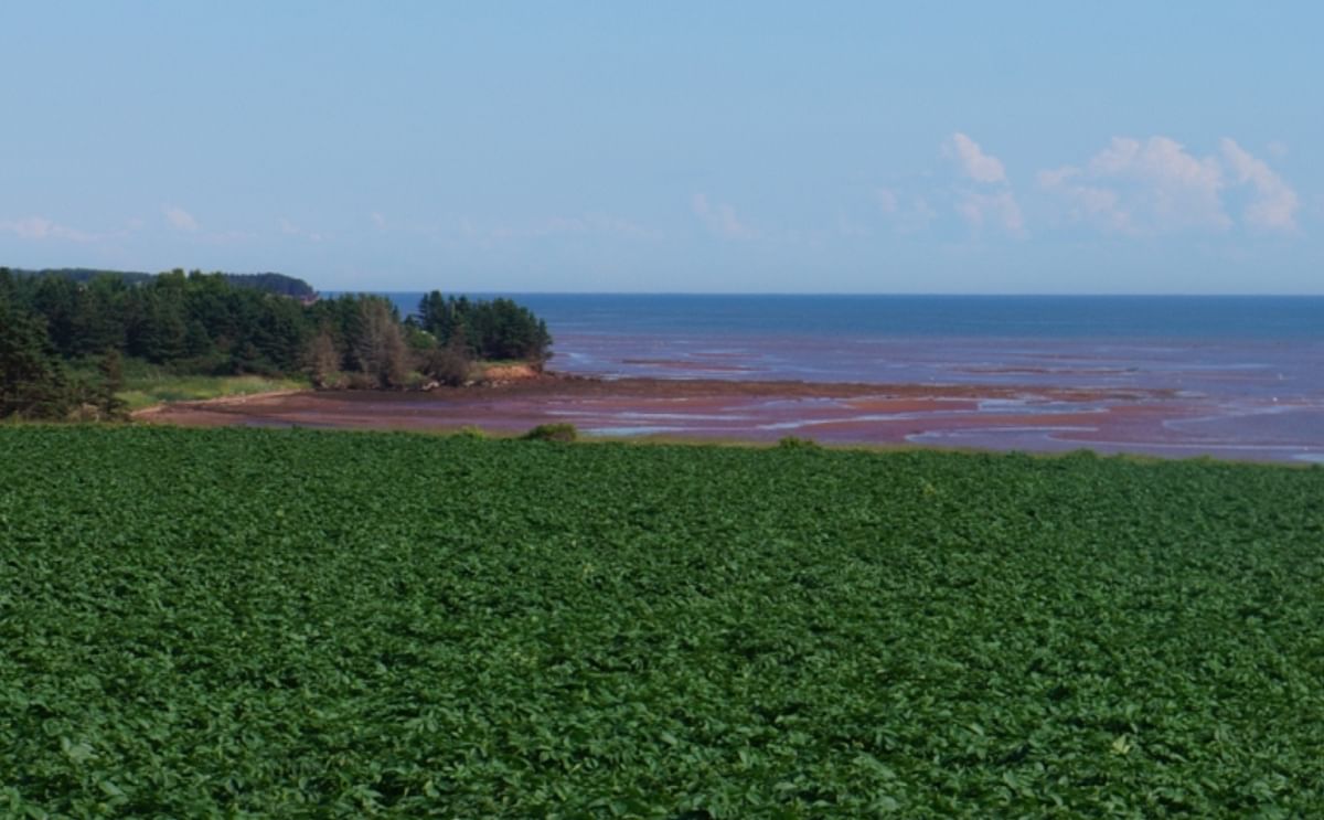 Potato Field near the coast on Prince Edward Island