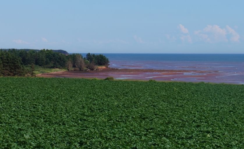 Potato Field near the coast on Prince Edward Island