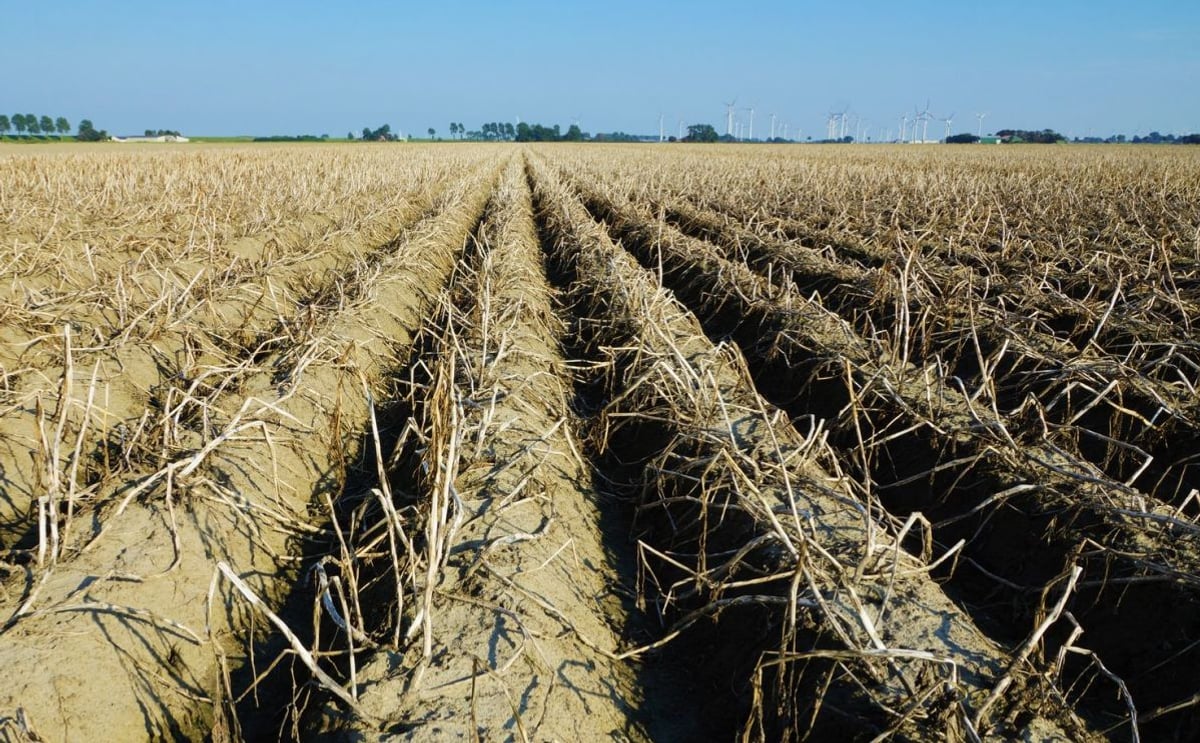 Hot weather in Eastern Canada slows down the potato harvest Hot weather in Eastern Canada slows down the potato harvest