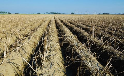 A potato field ready to be harvested. A potato field ready to be harvested.