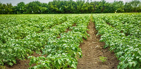 Campos de papa cultivados