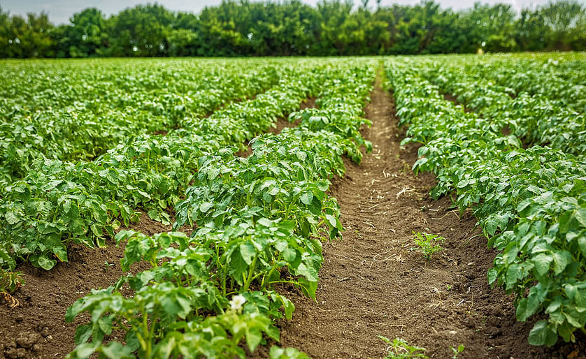 Potato field rows with green bushes