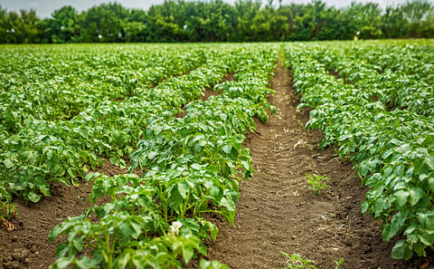 Potato field rows with green bushes Potato field rows with green bushes