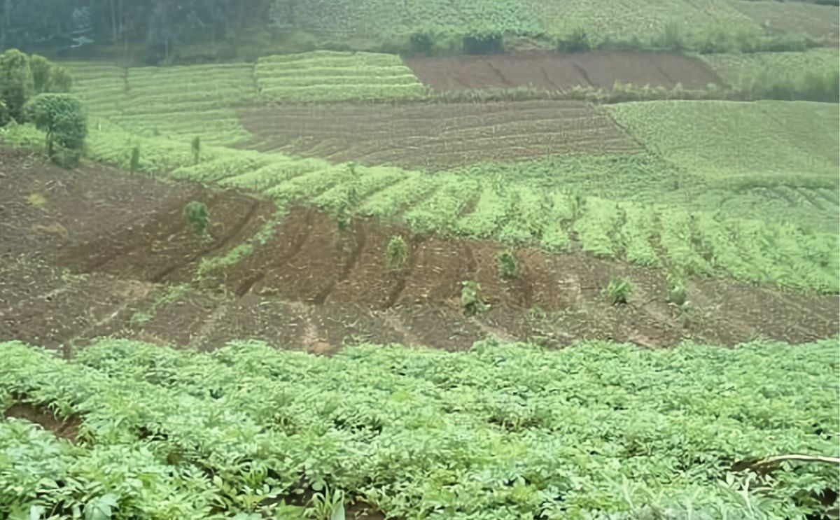 Potato Fields in Rwanda (Courtesy ICRA, 2004) Potato Fields in Rwanda (Courtesy ICRA, 2004)