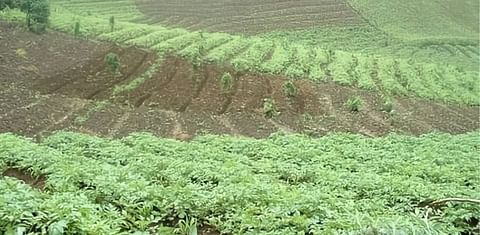 Potato Fields in Rwanda (Courtesy ICRA, 2004)
