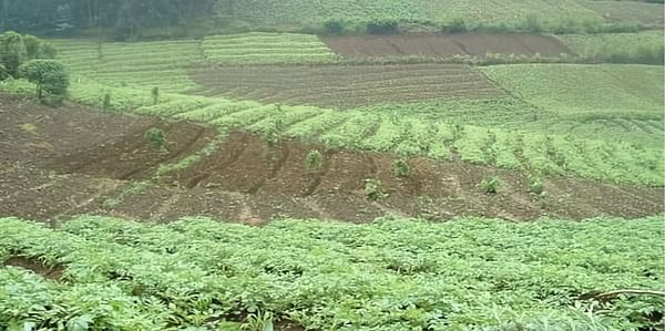 Potato Fields in Rwanda (Courtesy ICRA, 2004)
