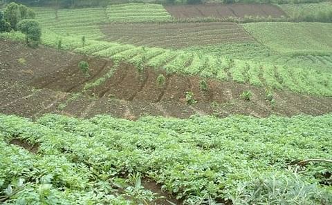 Rwanda potato farmers count losses as prices drop Rwanda potato farmers count losses as prices drop