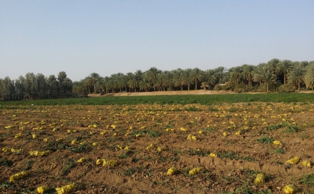 Saudi Arabia Records Significant Increase in Potato Production Saudi Arabia Records Significant Increase in Potato Production