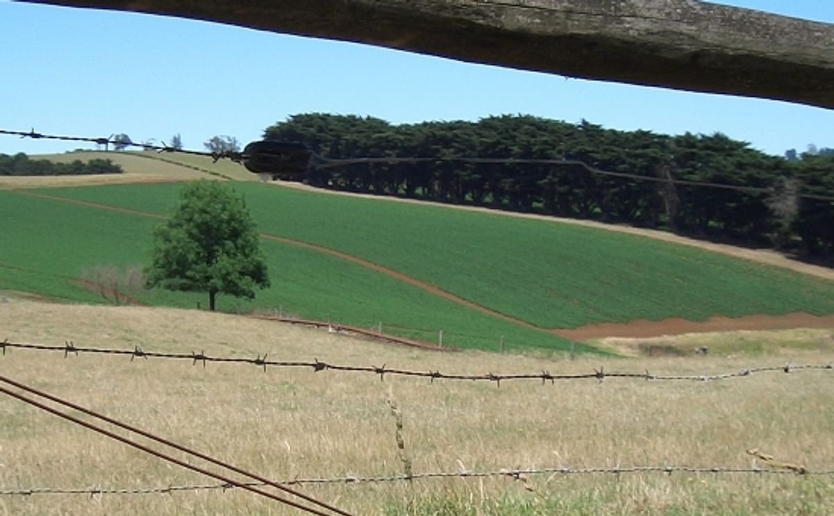 A potato field (dark green) visible through a fence at Thorpdale, Victoria. A potato field (dark green) visible through a fence at Thorpdale, Victoria.