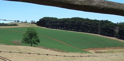 A potato field (dark green) visible through a fence at Thorpdale, Victoria. 