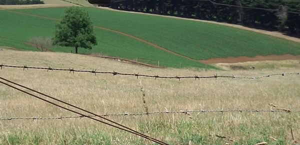 A potato field (dark green) visible through a fence at Thorpdale, Victoria. 