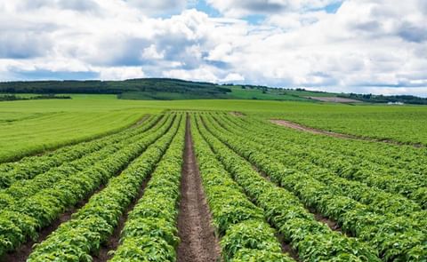 Welsh scientists are developing an AI-powered app to detect potato blight early, aiming to cut crop losses and reduce fungicide use Welsh scientists are developing an AI-powered app to detect potato blight early, aiming to cut crop losses and reduce fungicide use
