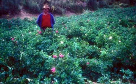 Estudian variedad de papas suramericanas para conservar su sostenibilidad Estudian variedad de papas suramericanas para conservar su sostenibilidad
