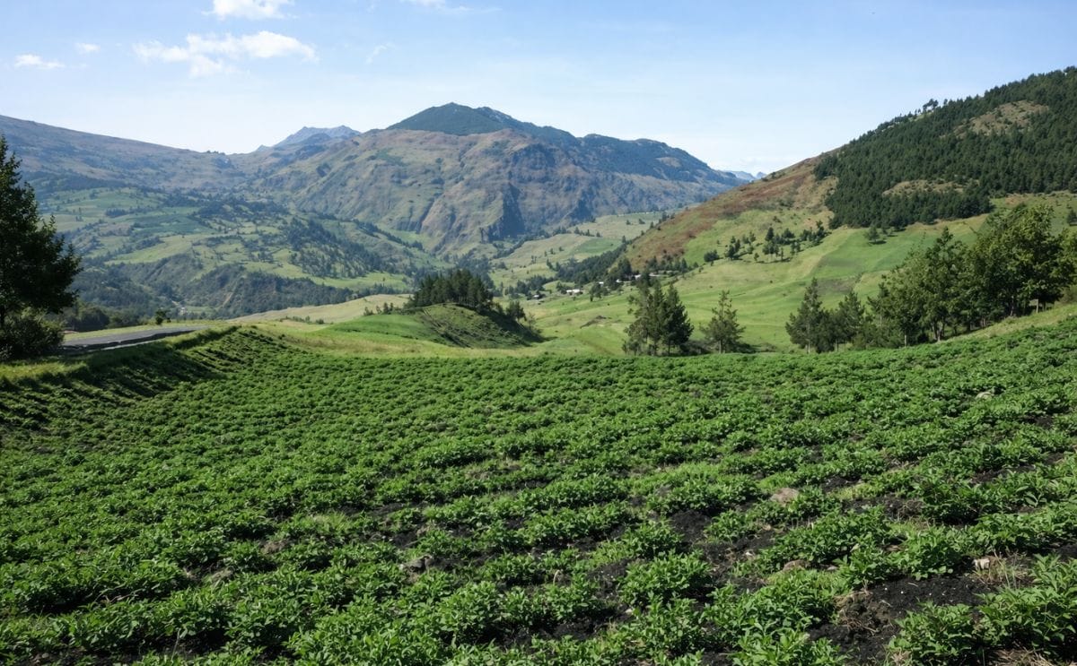 potato fields in the andes