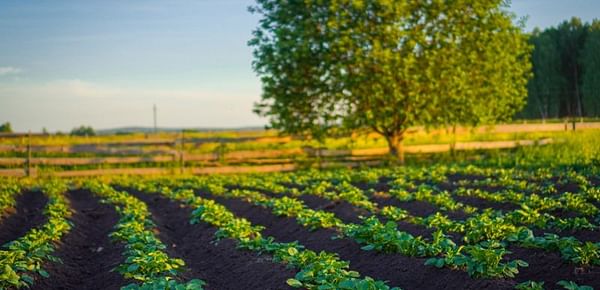 Reduced nitrogen fertilization: Potato varieties react differently