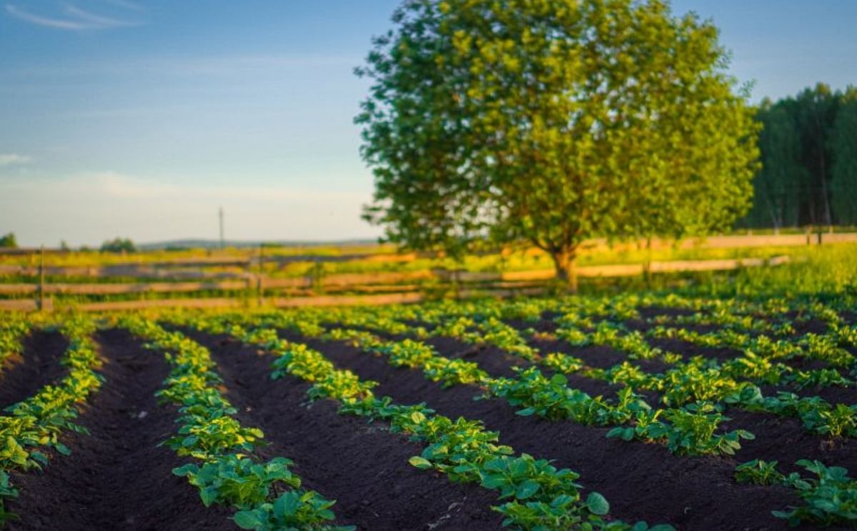 Reduced nitrogen fertilization: Potato varieties react differently