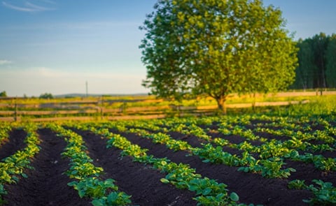 Reduced nitrogen fertilization: Potato varieties react differently Reduced nitrogen fertilization: Potato varieties react differently