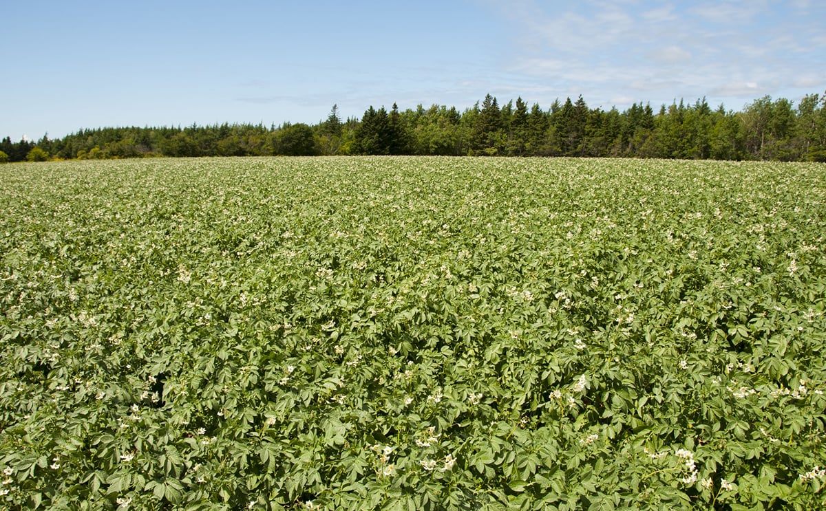 Potato growers can use AI to monitor and predict potato nutrition in real time Potato growers can use AI to monitor and predict potato nutrition in real time