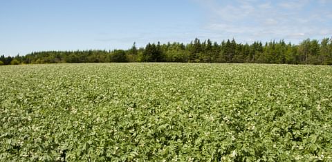 Potato growers can use AI to monitor and predict potato nutrition in real time