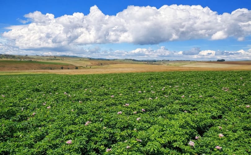 Potatoes in Kenya are mainly grown in high-altitude regions between 1,500 and 3,000 metres above sea level. (Courtesy: Fresh Crop Marketing and the World Potato Congress)