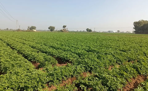 Potato Fields in India Potato Fields in India
