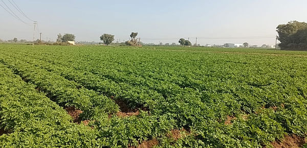 North Gujarat: Land of Potatoes for Processing 