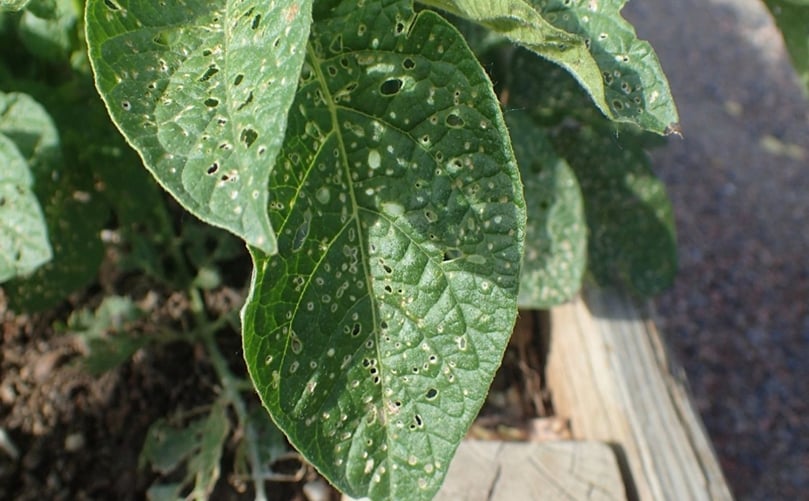 Flea Beetle Feeding Damage on Potato Leaves Flea Beetle Feeding Damage on Potato Leaves