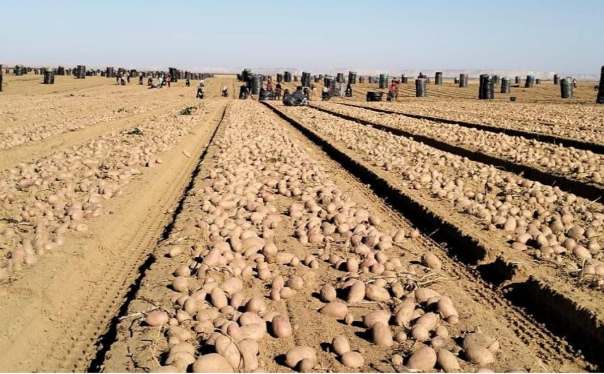 Massive potato harvests in open fields highlight the oversupply crisis contributing to the global Potato Flood Massive potato harvests in open fields highlight the oversupply crisis contributing to the global Potato Flood