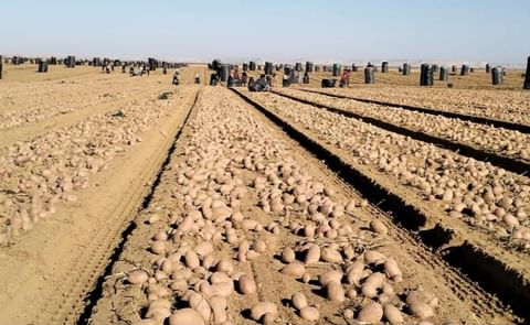 Massive potato harvests in open fields highlight the oversupply crisis contributing to the global "Potato Flood." Massive potato harvests in open fields highlight the oversupply crisis contributing to the global "Potato Flood."