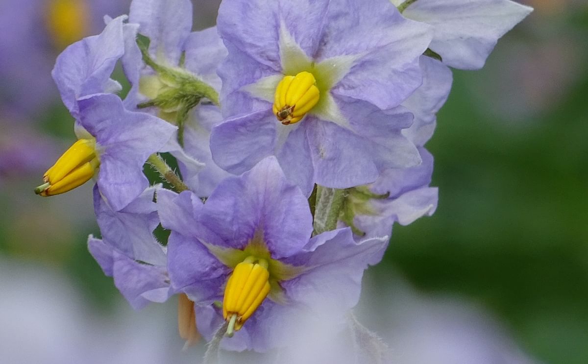 Potato flowers