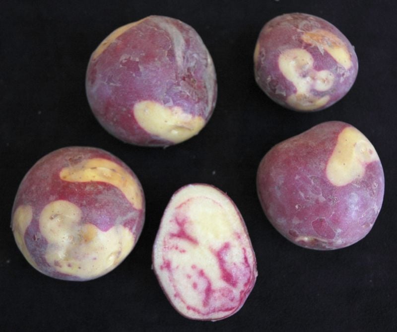 New Potato developed for the Alaskan market (UAF photo by Jeff Smeenk) New Potato developed for the Alaskan market (UAF photo by Jeff Smeenk)