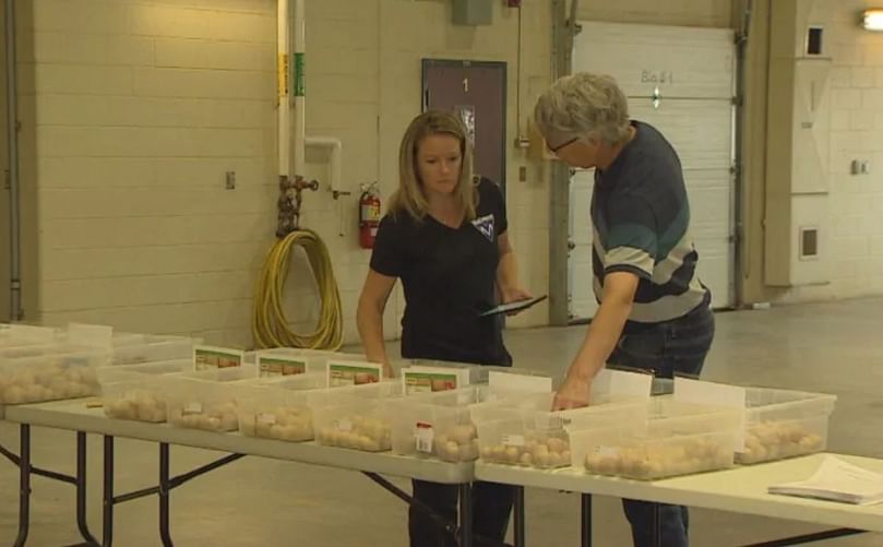 Virginia Dickison is a biologist at Agriculture and Agri-Food Canada with the national potato breeding program. (Courtesy: Ken Linton | CBC)