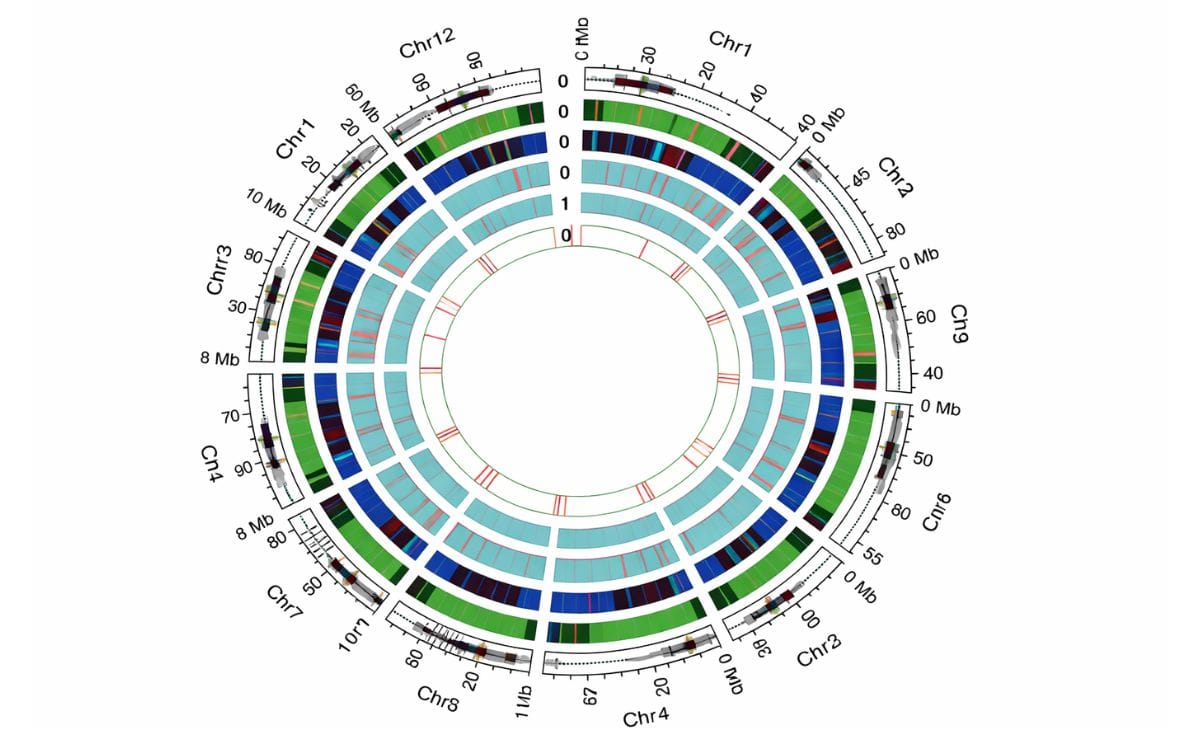 Potato Genome Sequence published in the Journal Nature