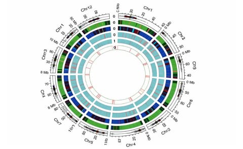 Potato Genome Sequence published in the Journal Nature Potato Genome Sequence published in the Journal Nature