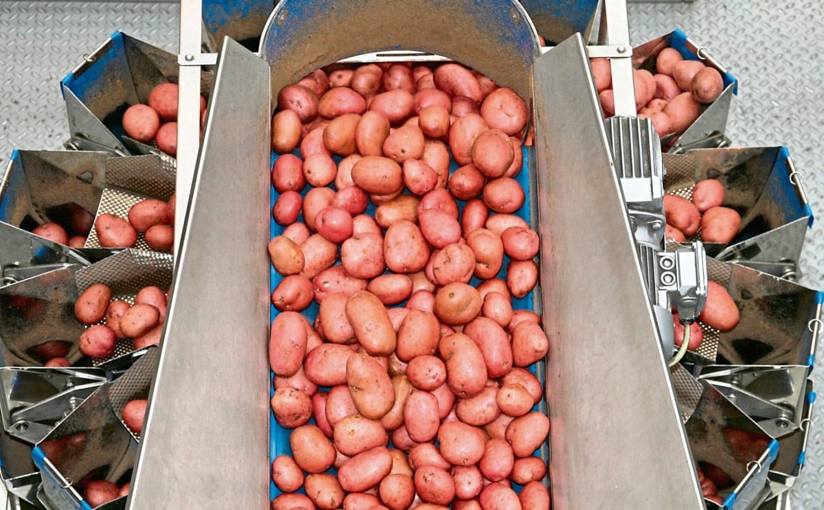 Potato giant Albert Bartlett bags profits rise Potato giant Albert Bartlett bags profits rise
