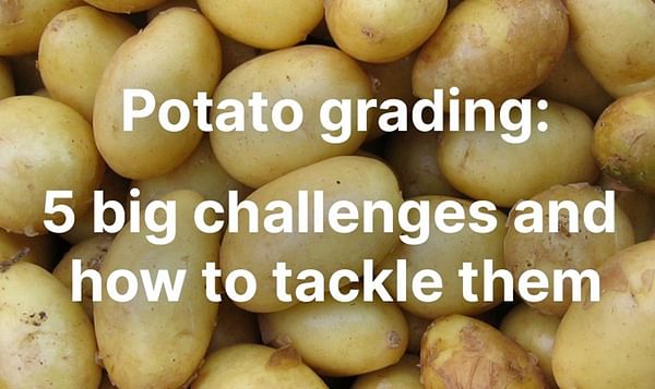 Ellips highlights the top challenges in potato grading and how to tackle them