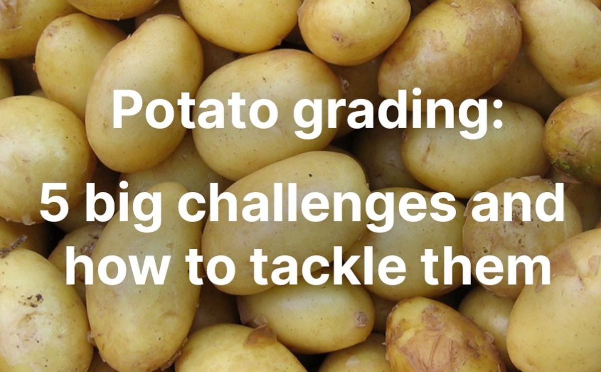 Ellips highlights the top challenges in potato grading and how to tackle them Ellips highlights the top challenges in potato grading and how to tackle them