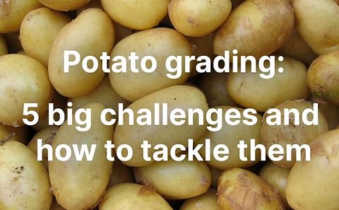 Ellips, a manufacturer of optical grading equipment for individual potatoes, highlights the top challenges in potato grading and how to tackle them.