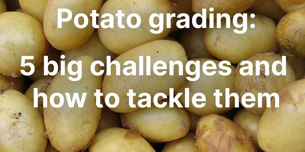 Ellips highlights the top challenges in potato grading and how to tackle them
