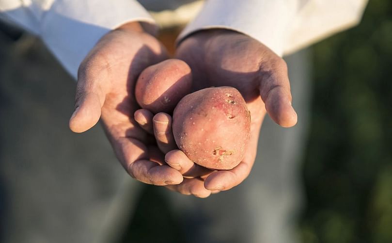 Potato Grading Machine Quality Consistency at Wada Farms