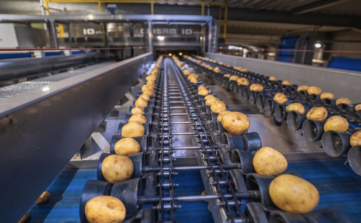 How can you improve potato grading capacity and reduce labor? How can you improve potato grading capacity and reduce labor?