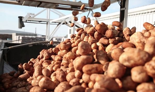 Potato Industry Welcomes USD 50 Million USDA Purchase for Potatoes