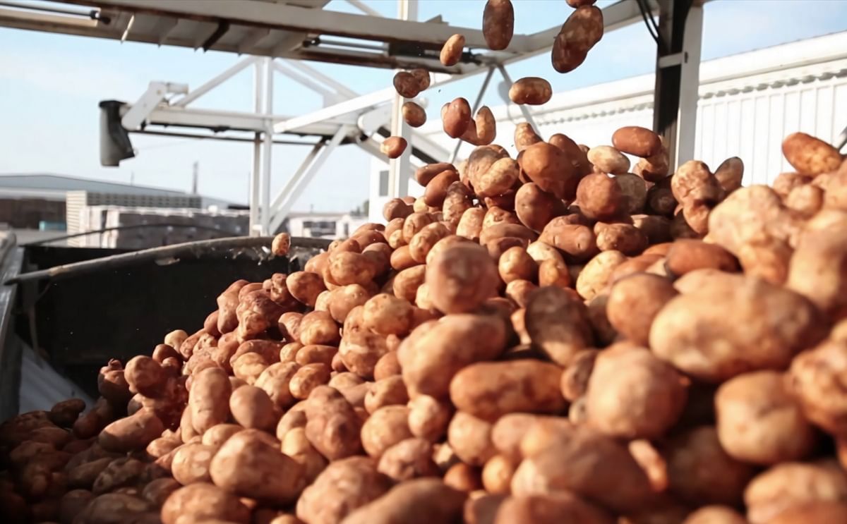 Potato Industry Welcomes USD 50 Million USDA Purchase for Potatoes Potato Industry Welcomes USD 50 Million USDA Purchase for Potatoes