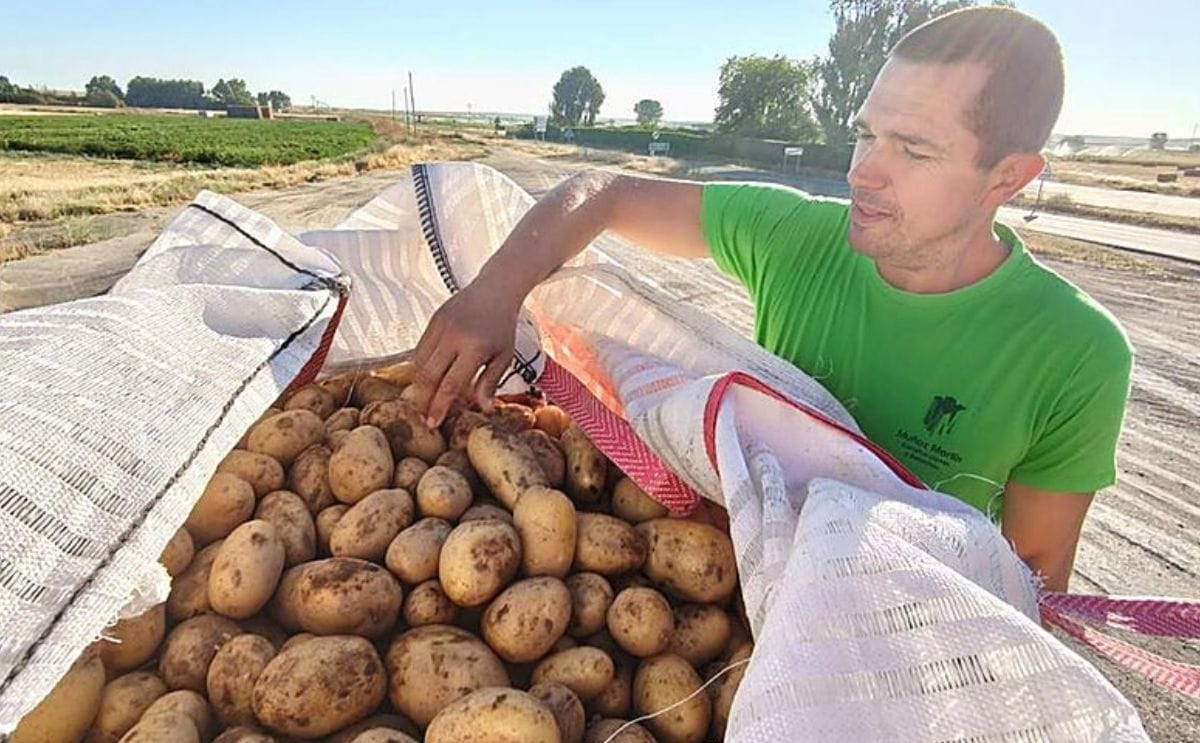 Un agricultor salmantino muestra las patatas cosechadas